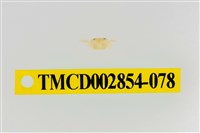 藏品(細足澤蟹)的圖片